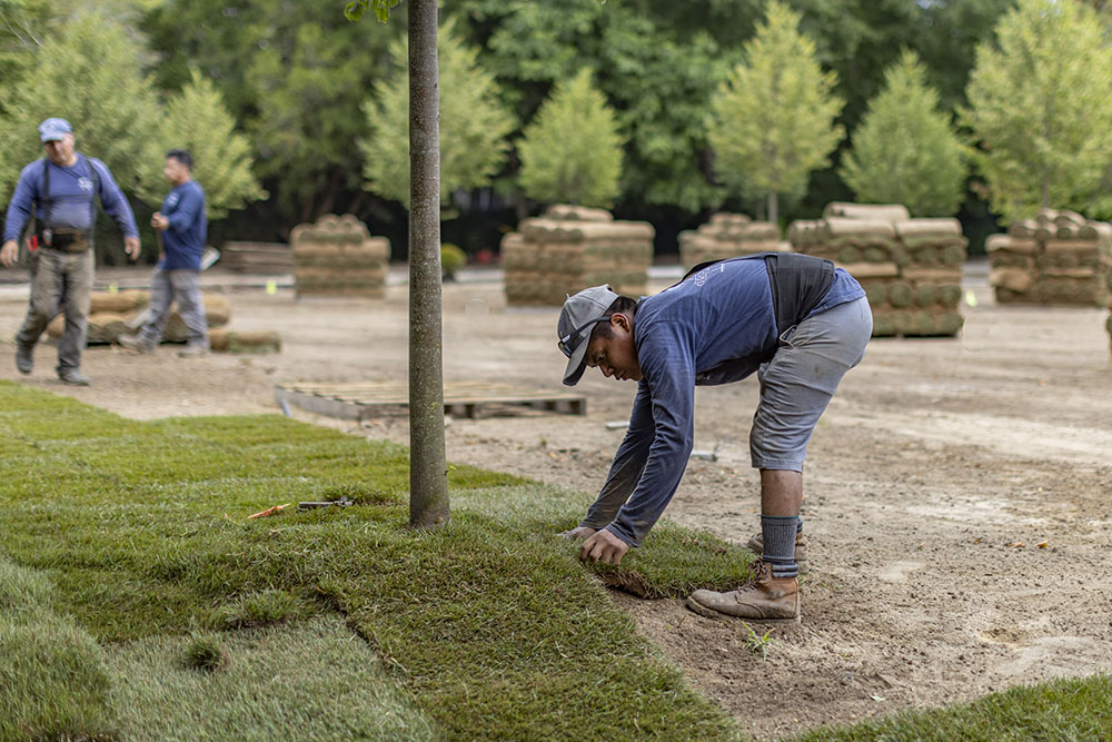 landscape development